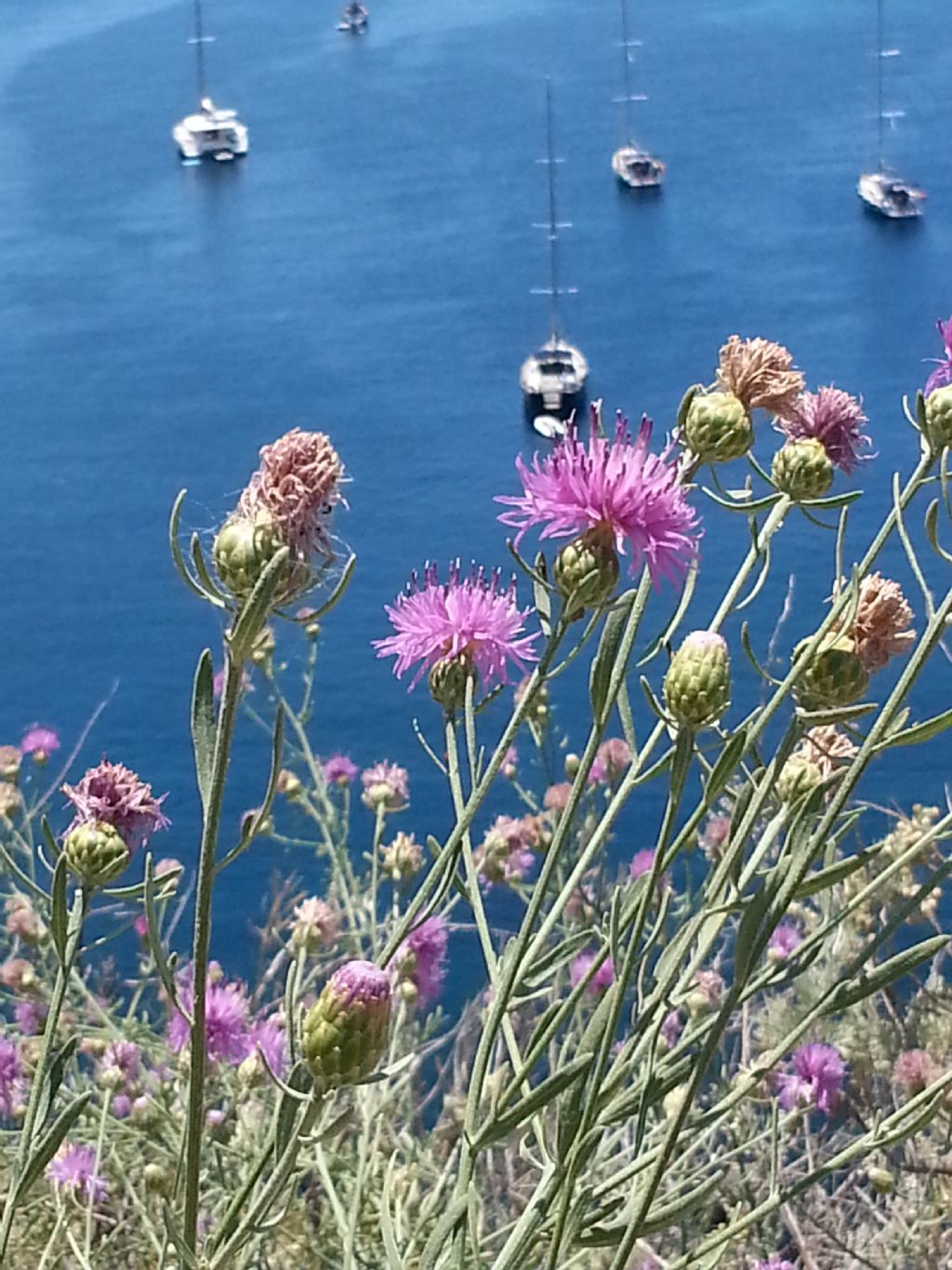 Centaurea aeolica / Fiordaliso delle Eolie